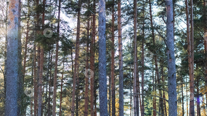 Скачать Высокие сосны в осеннем парке, залитом солнечным светом фотосток Ozero