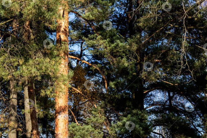 Скачать Высокие сосны в осеннем парке, залитом солнечным светом фотосток Ozero