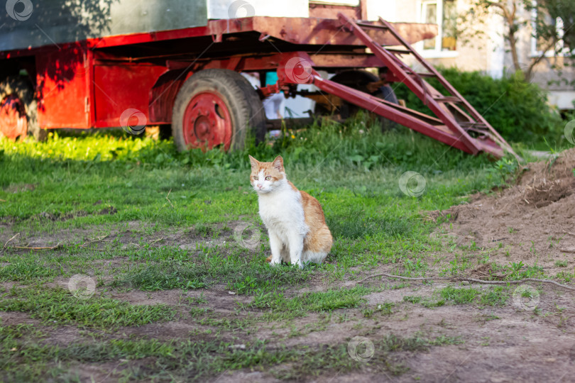 Скачать Любопытный рыжий кот сидит на строительной площадке фотосток Ozero