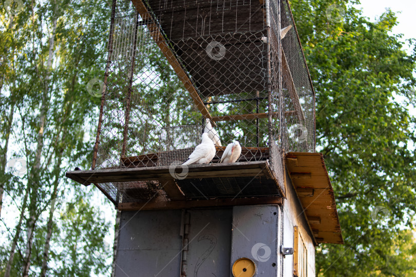 Скачать Голуби в клетке среди деревьев фотосток Ozero