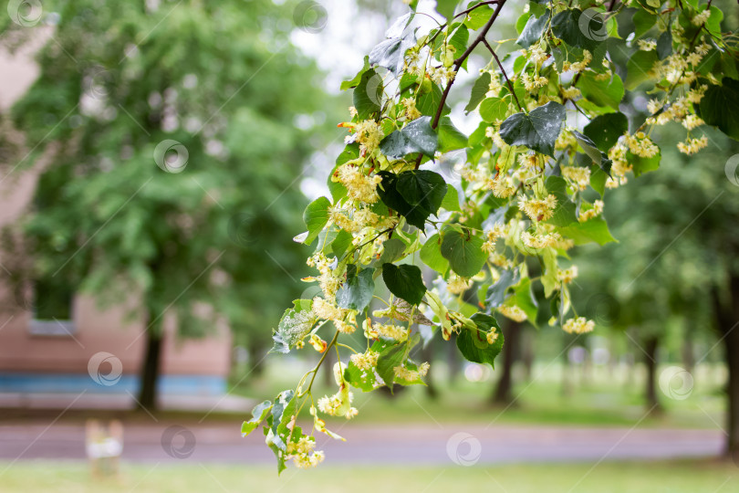 Скачать Желтые цветы на ветке липы среди зеленых листьев фотосток Ozero