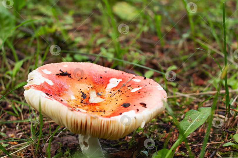 Скачать Красный ядовитый гриб среди зеленой травы крупным планом фотосток Ozero