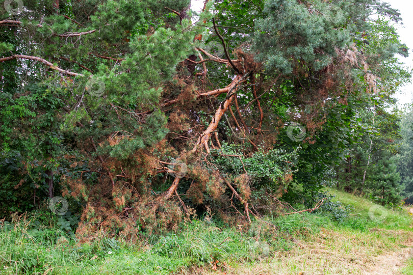 Скачать Дерево, сломанное ветром в лесу фотосток Ozero