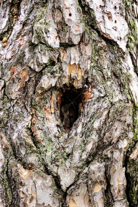Скачать Дыра на стволе дерева, потрескавшаяся кора фотосток Ozero