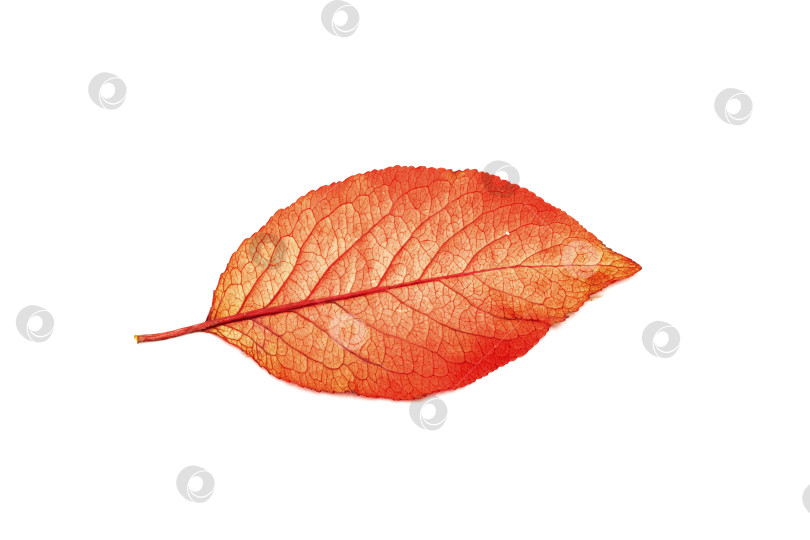 Скачать Красно-желтый лист дерева, изолированный на белом фоне фотосток Ozero