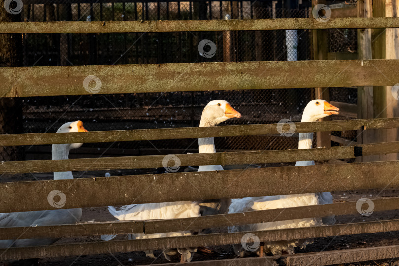 Скачать Три белых гуся за деревянным забором крупным планом фотосток Ozero