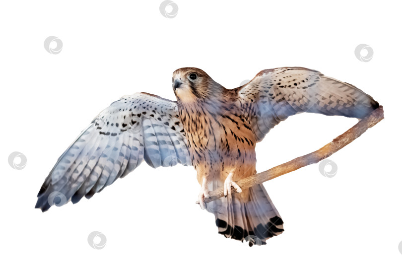 Скачать Птица расправила крылья, выделяясь на белом фоне фотосток Ozero
