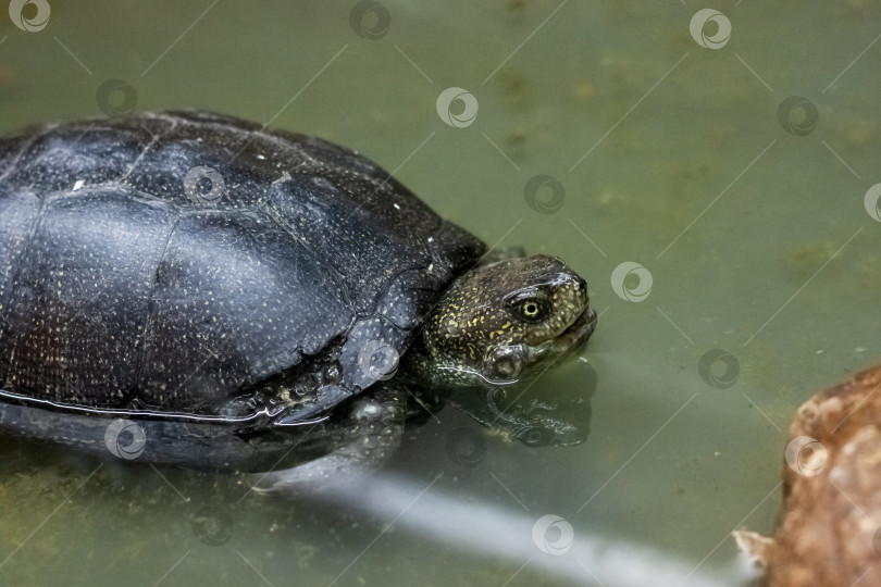 Скачать Черная черепаха в аквариуме в воде крупным планом фотосток Ozero