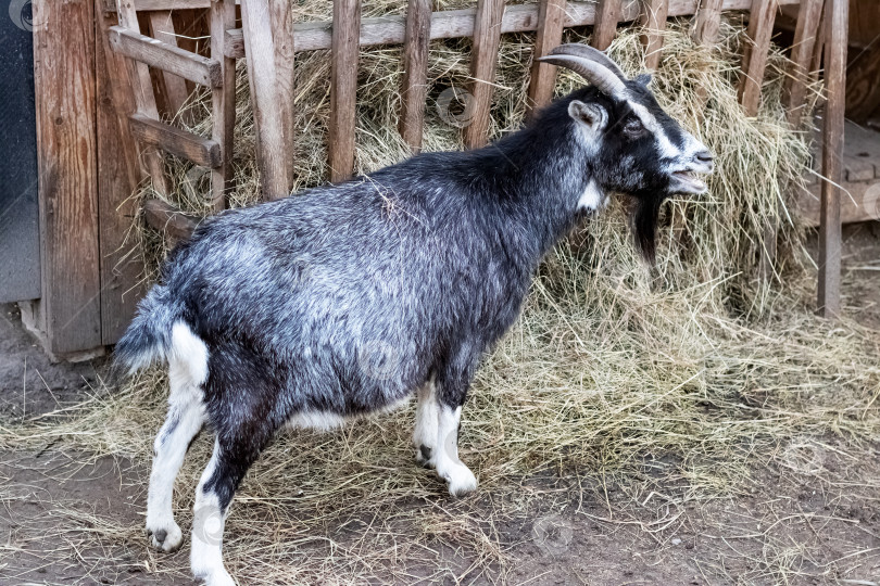 Скачать Серая коза на загонной ферме крупным планом фотосток Ozero