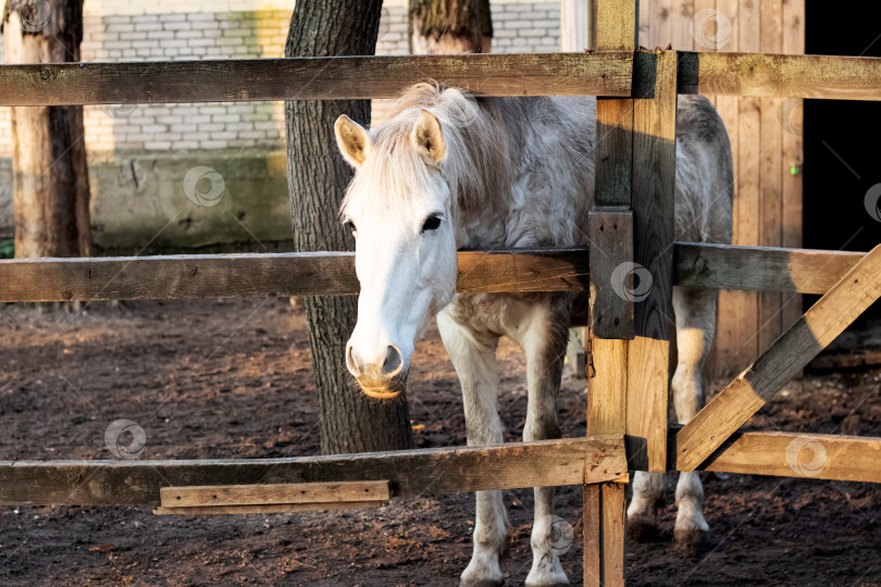 Скачать Белая лошадь за деревянным забором крупным планом фотосток Ozero