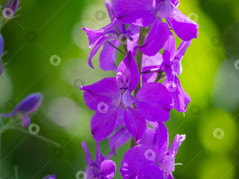 Скачать Крупный план бледно-фиолетового цветка на изумрудно-зеленом фоне весеннего сада с размытым изображением и эффектом боке. Весенний нежный маленький пурпурно-лиловый цветок в солнечном свете фотосток Ozero