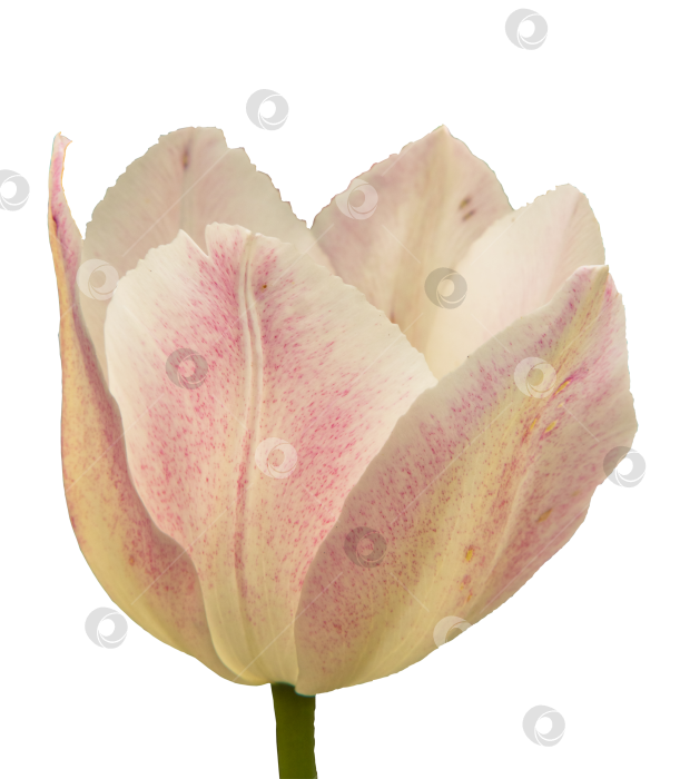 Скачать Бутон белого цветка тюльпана с розовыми крапинками, выделенный на прозрачном фоне. Крупный план натурального бело-розового цветка тюльпана. Красивый весенний цветок для дизайна фотосток Ozero