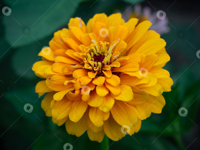 Скачать Желтый махровый цветок циннии фотосток Ozero