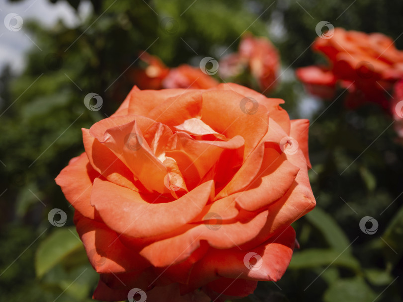 Скачать Крупный план цветка красной розы на солнце на размытом зеленом фоне. фотосток Ozero