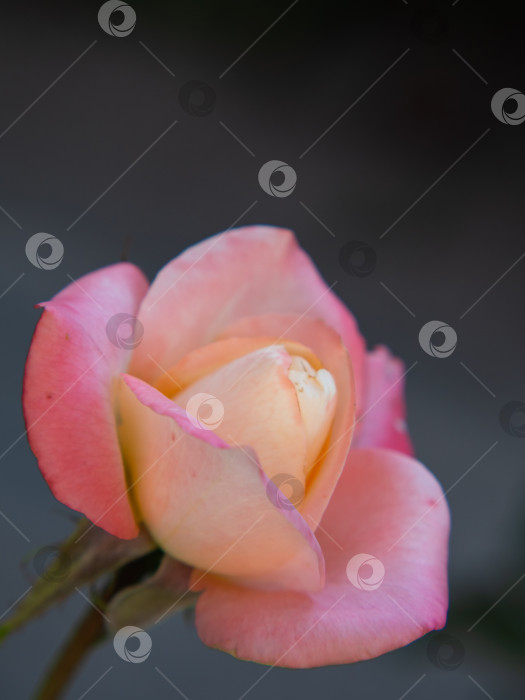 Скачать Расфокусированная нежная розовая роза на сером фоне фотосток Ozero
