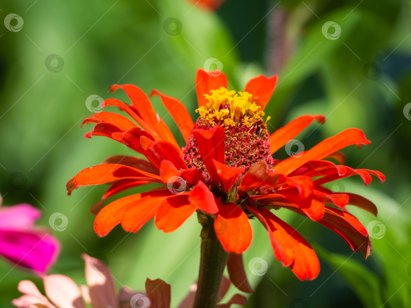 Скачать Расфокусированный цветок красной циннии крупным планом на фоне зеленого сада. Горизонтальная весенняя или летняя поздравительная открытка с местом для копирования. Выборочный фокус фотосток Ozero