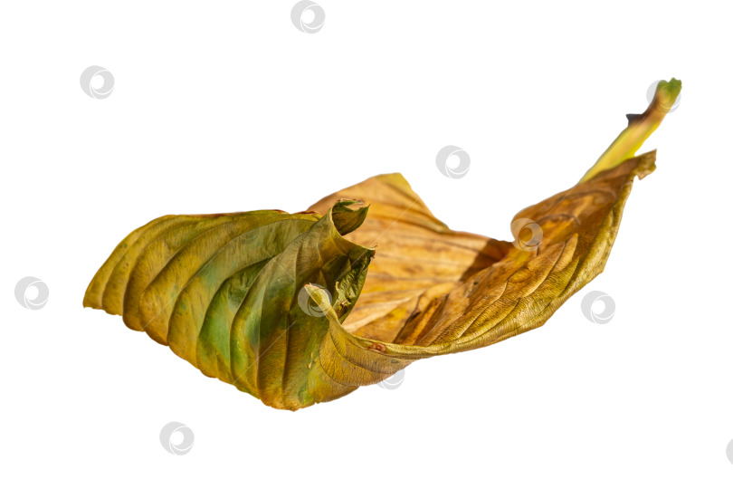 Скачать Сухой осенний желтый лист, выделенный на прозрачном фоне, мягкий фокус фотосток Ozero