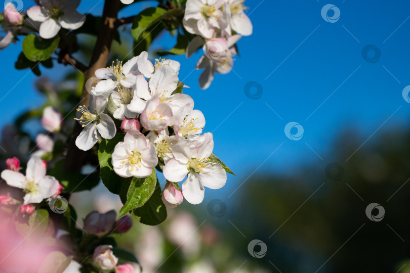 Скачать Цветущие ветви яблони, белые цветы, зеленые листья, фон голубого неба крупным планом, красивое цветение вишни, сад сакуры, весенний фруктовый сад, природа летнего солнечного дня, цветочная рамка-бордюр, пространство для копирования фотосток Ozero