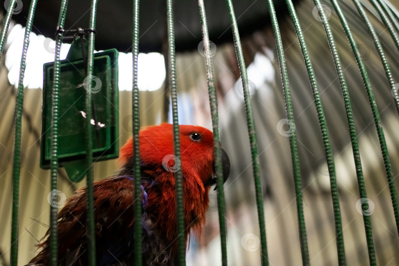 Скачать Красный попугай за решеткой клетки крупным планом фотосток Ozero