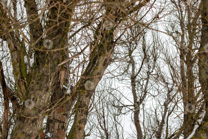 Скачать Ветви дерева без листьев на фоне серого неба фотосток Ozero