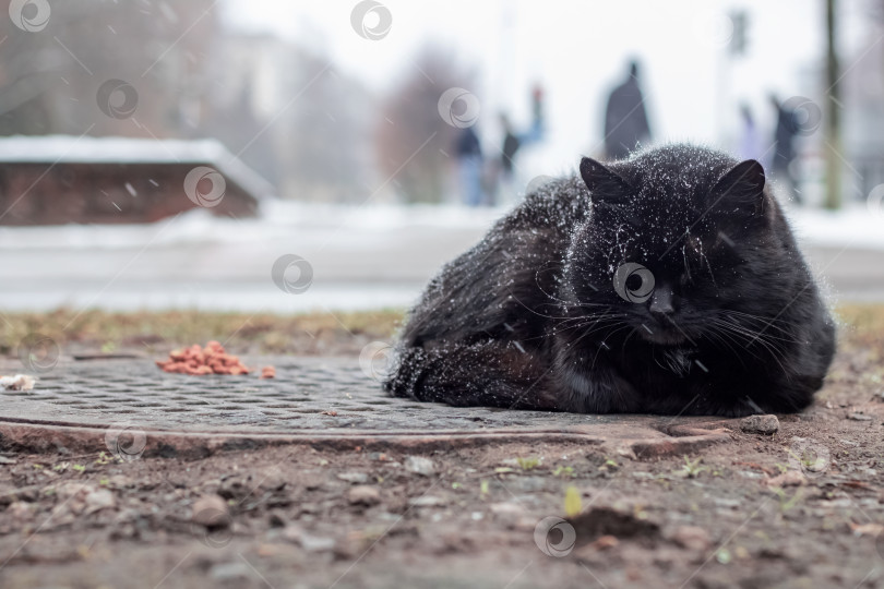 Скачать Бездомный черный кот спит под снегом фотосток Ozero