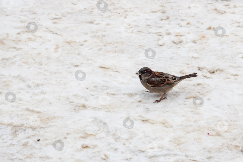 Скачать Воробей идет по снегу с копировальным пространством фотосток Ozero