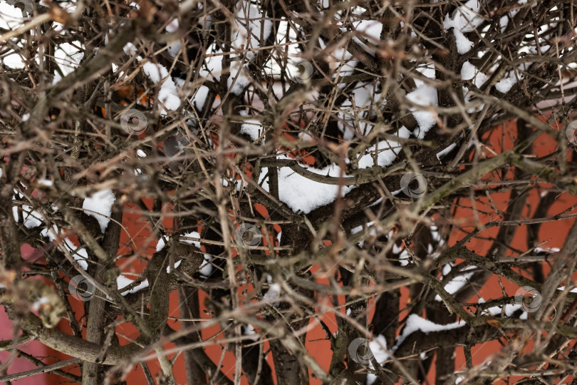 Скачать Ветви кустарника на фоне снега фотосток Ozero