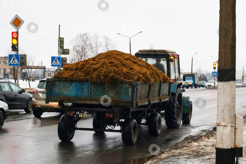 Скачать БЕЛАРУСЬ, НОВОПОЛОЦК - 15 октября 2019 года: Трактор перевозит навоз в прицепе фотосток Ozero