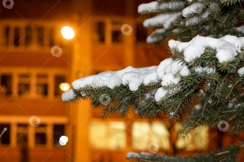 Скачать Ветвь ели, покрытая снегом ночью фотосток Ozero