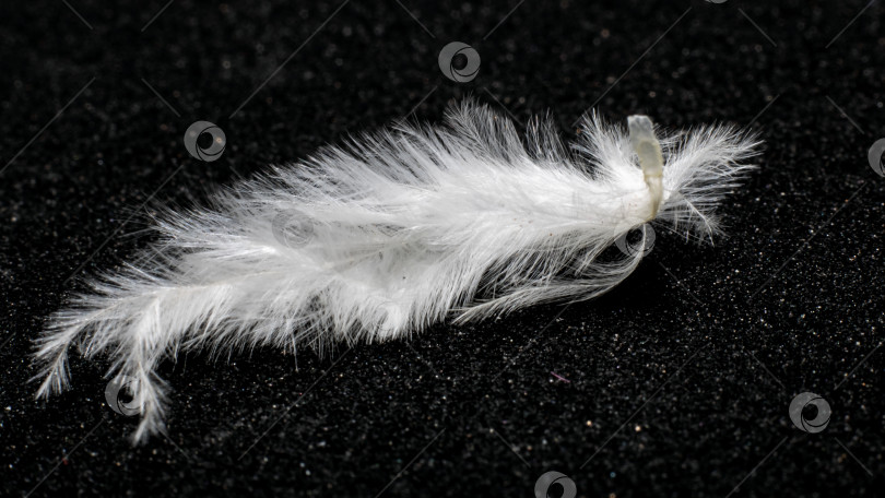Скачать Маленькое белое перо на черном фоне фотосток Ozero