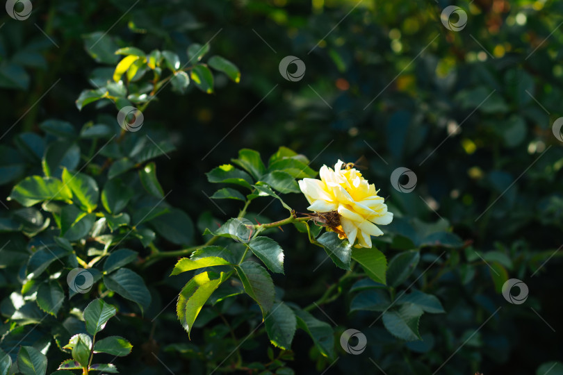 Скачать Желтая роза на кусту. фотосток Ozero