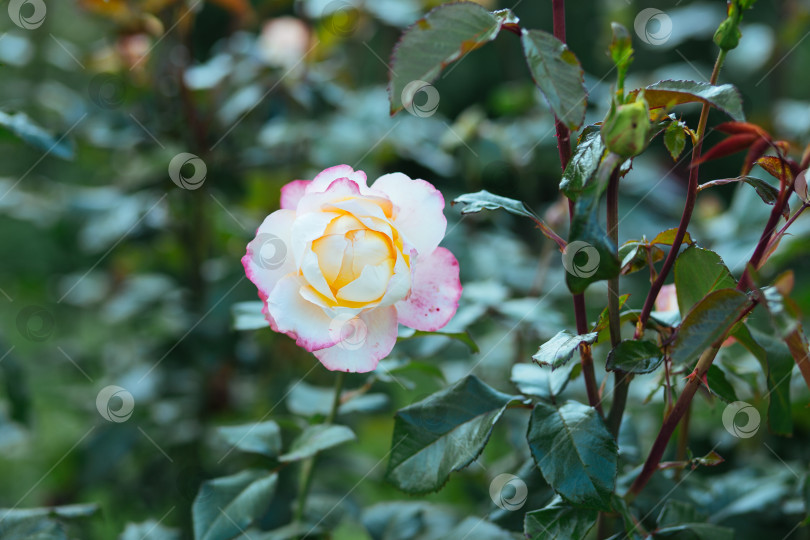 Скачать Бело-оранжевая роза в саду (в парке). фотосток Ozero