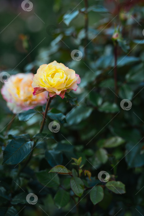 Скачать Разноцветная роза в саду (в парке). фотосток Ozero