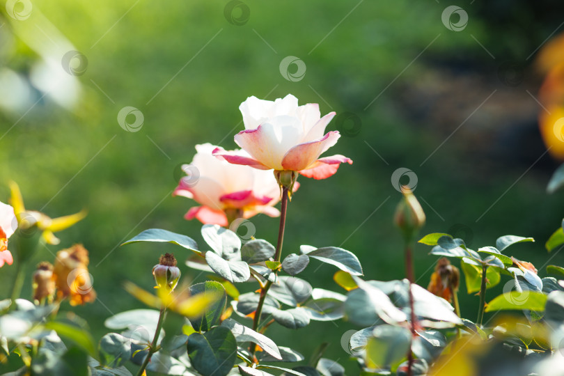Скачать Белая нежная роза. фотосток Ozero