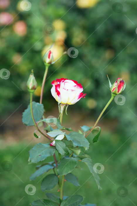 Скачать Шикарный куст роз в саду (в парке). фотосток Ozero