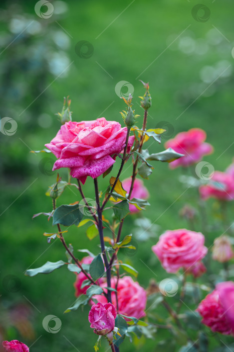 Скачать Куст розовой розы на кусту в саду (в парке). фотосток Ozero