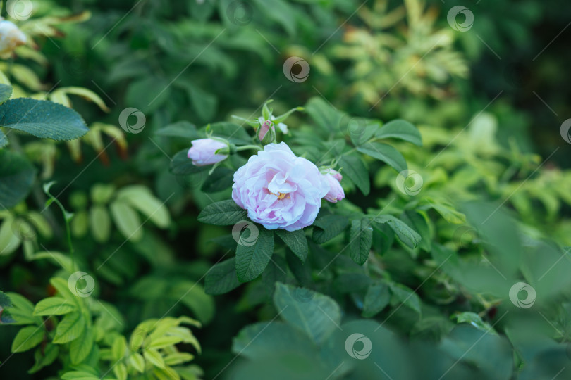 Скачать Куст белых роз в саду (в парке). фотосток Ozero