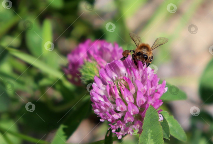 Скачать Медоносная пчела (Apis Mellifera) опыляет цветок клевера. Видна полная пыльцевая корзинка. Макро. Вид спереди. фотосток Ozero