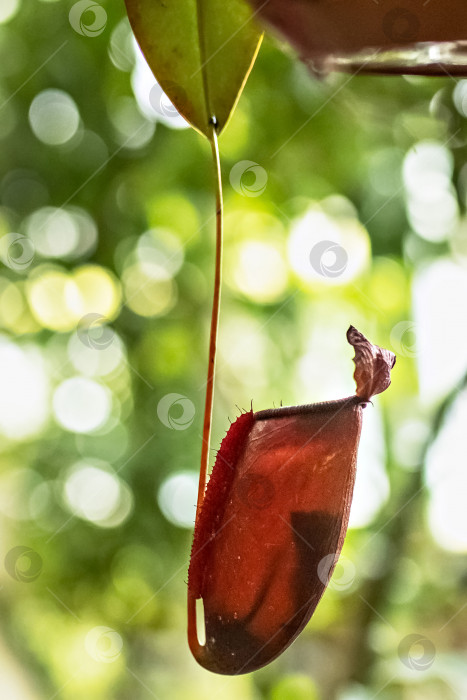 Скачать Тропическое плотоядное растение Непентес. Посадите непентес в оранжерее Ботанического сада фотосток Ozero