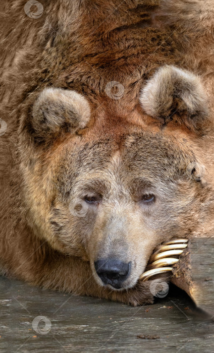 Скачать Тянь-шаньский бурый медведь с белыми когтями положил морду на лапу. Животное отдыхает. Портрет медведя крупным планом. фотосток Ozero