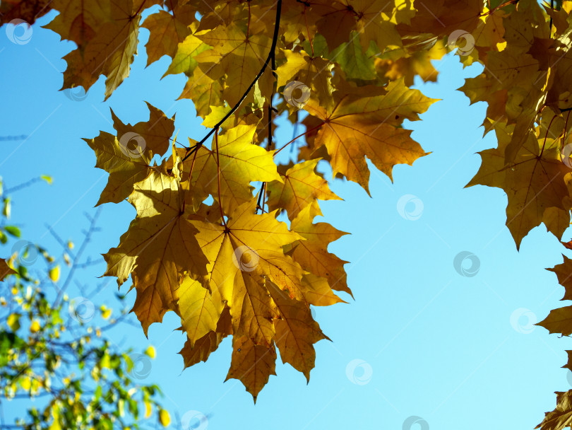 Скачать Желтые кленовые листья просвечивают на солнце на фоне голубого неба. Естественный осенний радостный фон. фотосток Ozero