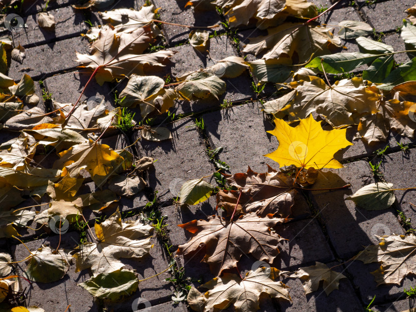 Скачать Опавшие, сухие, увядшие листья лежат на тротуаре. Среди них выделяется желтый кленовый лист, только что упавший с дерева. Естественный осенний фон. Место для текста. фотосток Ozero