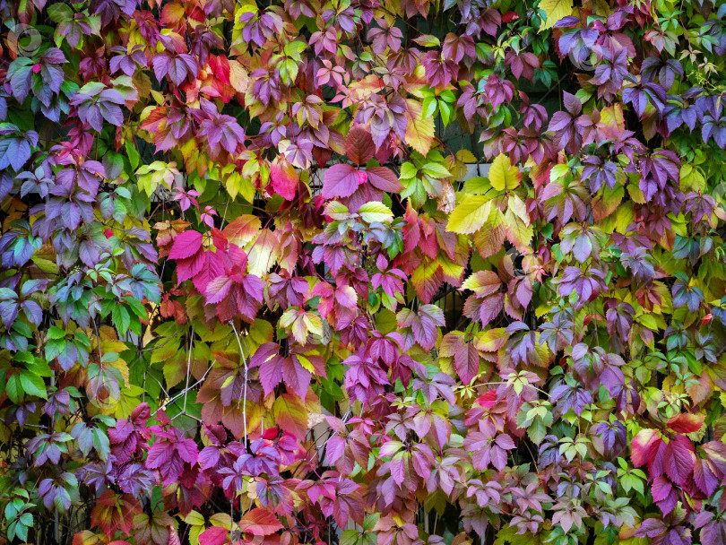 Скачать Стена увита девичьим виноградом. Бордовые и зеленые осенние листья растения создают красивый узор. Естественный фон с листьями девичьего винограда. Место для текста. фотосток Ozero