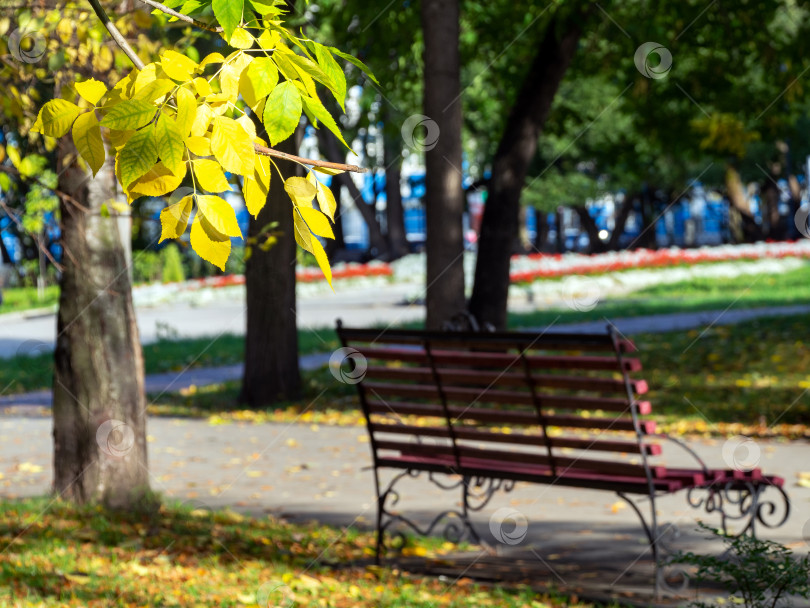 Скачать Желтые листья на ветке на переднем плане. Скамейка, деревья и газоны в тихом городском парке. Солнечный осенний фон. фотосток Ozero