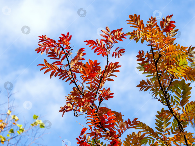 Скачать Разноцветные листья рябины растут на ветвях дерева на фоне голубого неба. Солнечный осенний фон. фотосток Ozero