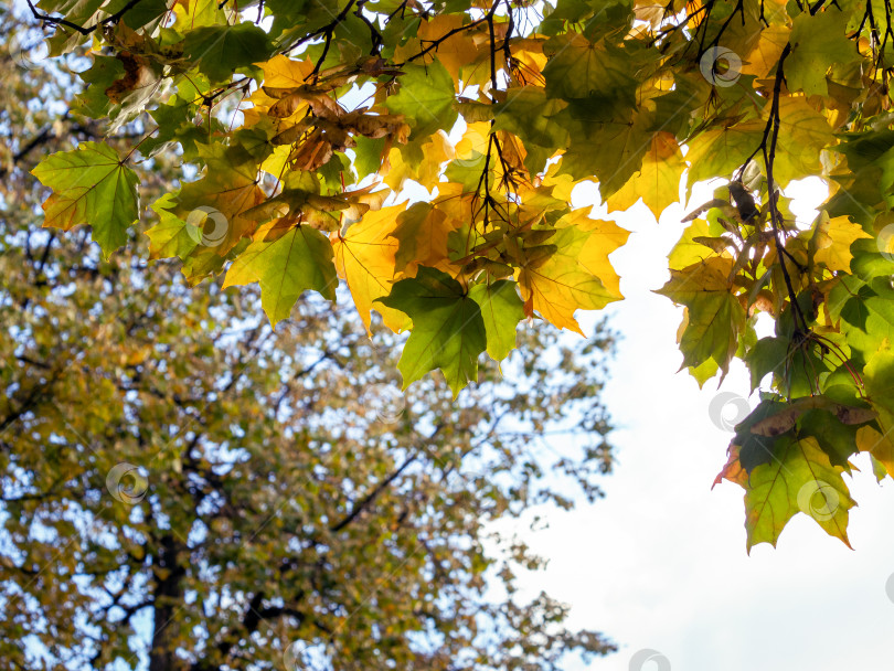 Скачать Желтые и зеленые листья клена на фоне растущего дерева и неба. Солнечный осенний фон. Место для текста. фотосток Ozero
