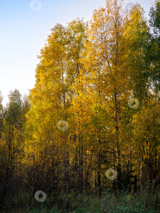 Скачать Стройные березы с золотистой листвой растут в лиственном лесу. Яркий осенний природный фон с березами. фотосток Ozero