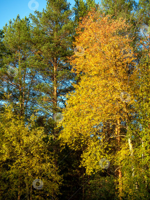 Скачать Яркий осенний фон леса с березами и соснами. Желтая листва берез подсвечивается солнцем и красиво смотрится на зеленом фоне сосен. фотосток Ozero