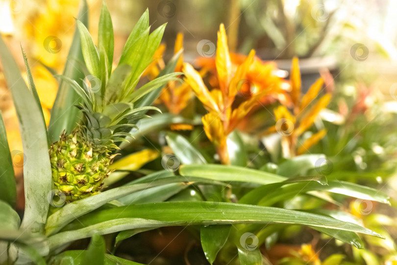 Скачать Фотография созревающего ананаса с зелеными листьями на ананасовой плантации. Французская Полинезия, солнечный день. фотосток Ozero