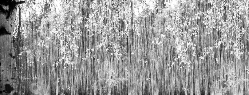 Скачать Абстрактный монохромный, черно-белый естественный фон. Ствол березы слева. Подсвеченные ветки с листьями свисают сверху на фоне абстрактной рощи. 3d рендеринг. 3d иллюстрация. фотосток Ozero